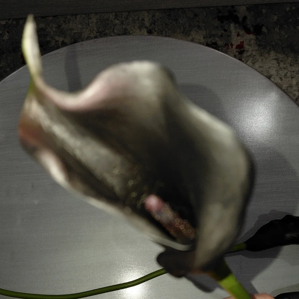 Bundle Of 3 Black Real Touch Faux Calla Lily Stem - 25